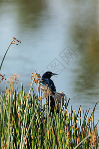 尾随着Grackle鸟的船野生动物沼泽石斑鱼羽毛池塘云雀黄疸雀斑湿地鸟类图片