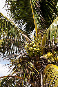 含椰子的皇家棕榈树 他们聚居在椰枣花中水果生产绿色棕榈热带图片