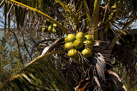 枣花酥含椰子的皇家棕榈树 他们聚居在椰枣花中生产棕榈热带绿色水果背景