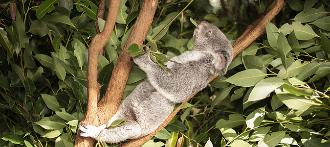 可爱的澳大利亚Koala白天休息苏醒灰色耳朵毛皮哺乳动物桉树兽面动物胶树图片