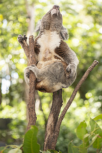 可爱的澳大利亚Koala白天休息耳朵毛皮胶树苏醒灰色动物兽面桉树哺乳动物图片