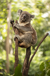 可爱的澳大利亚Koala白天休息哺乳动物动物胶树毛皮灰色兽面耳朵苏醒桉树图片