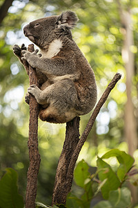 可爱的澳大利亚Koala白天休息苏醒兽面动物桉树毛皮哺乳动物灰色耳朵胶树图片