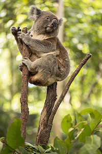 可爱的澳大利亚Koala白天休息毛皮哺乳动物桉树耳朵兽面灰色苏醒动物胶树图片