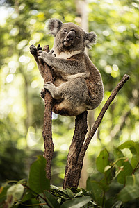 可爱的澳大利亚Koala白天休息兽面苏醒胶树哺乳动物毛皮灰色耳朵桉树动物图片