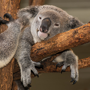 可爱的澳大利亚Koala白天休息胶树耳朵哺乳动物灰色动物兽面桉树苏醒毛皮图片