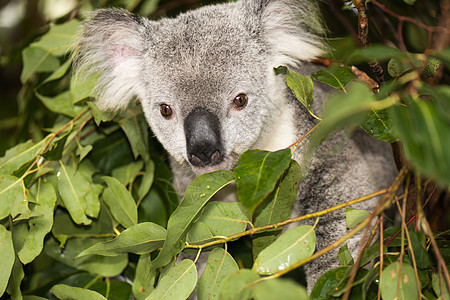 可爱的澳大利亚Koala白天休息哺乳动物灰色桉树胶树动物兽面耳朵毛皮苏醒图片
