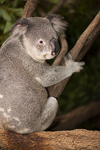 可爱的澳大利亚Koala白天休息胶树苏醒兽面灰色桉树耳朵毛皮哺乳动物动物图片