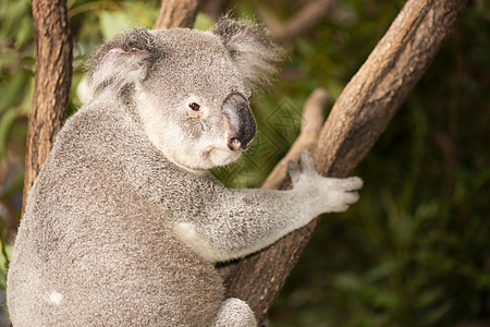 可爱的澳大利亚Koala白天休息哺乳动物兽面桉树苏醒胶树灰色动物耳朵毛皮图片