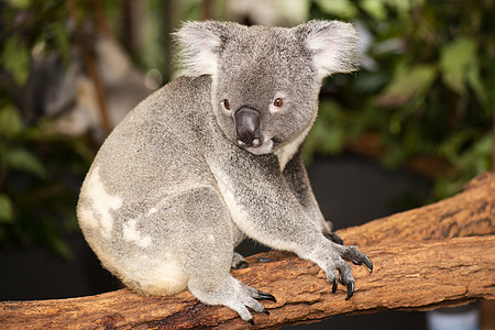 可爱的澳大利亚Koala白天休息苏醒灰色动物兽面桉树哺乳动物毛皮耳朵胶树图片