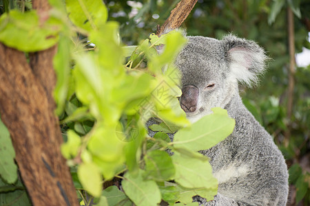可爱的澳大利亚Koala白天休息灰色动物桉树苏醒胶树耳朵哺乳动物毛皮兽面图片