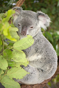 可爱的澳大利亚Koala白天休息哺乳动物耳朵胶树灰色桉树毛皮苏醒兽面动物图片