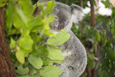 可爱的澳大利亚Koala白天休息耳朵毛皮胶树灰色哺乳动物兽面桉树苏醒动物图片