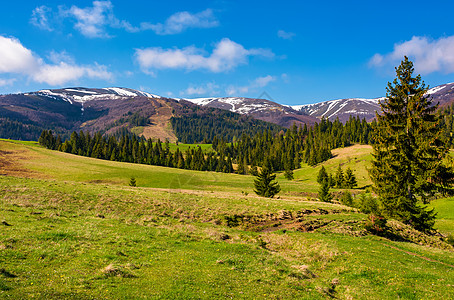 春天的森林山丘和草地海拔叶子云杉驼峰土地环境针叶顶峰公园小丘背景图片