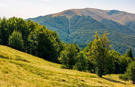 夏季喀尔巴阡山脉的森林丘陵小丘公园山脊林地海拔植物资源驼峰山坡土地背景图片