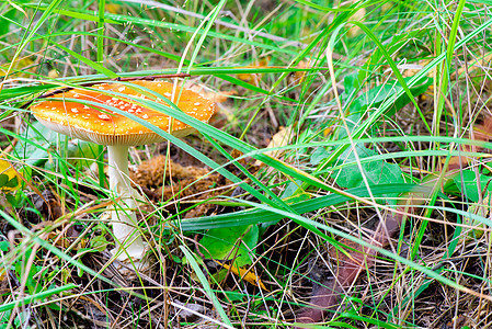 含橙色帽子的有毒蘑菇盛宴 在绿草中图片