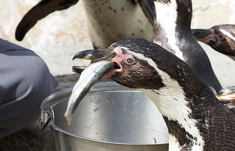 Pinguin正在进食荒野企鹅岩石情调生活斗争享受支撑游泳微笑图片