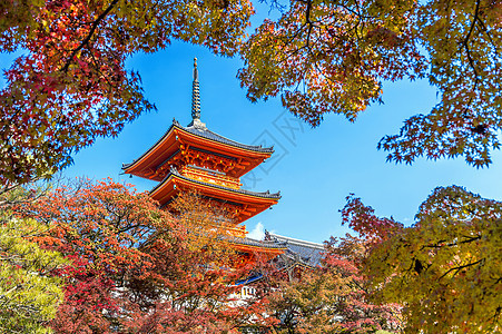 秋天 京都在日本佛教徒旅行神社历史季节建筑学旅游城市叶子观光图片