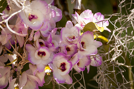白色和紫色兰花石斛情调异国热带紫花花园背景图片