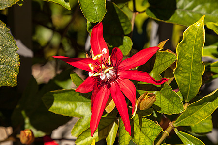 红火红玫瑰花 叫做万路迷你车花瓣藤蔓红花火焰红色藤花花园花粉图片