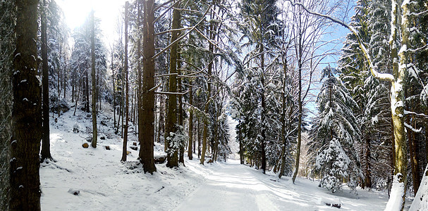冬季山林道路的全景图象图片