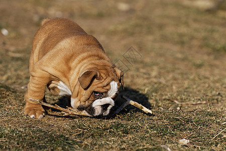 户外英国斗牛犬的肖像斗牛犬草地小狗公园动物童年院子游戏犬类哺乳动物图片