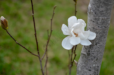 白色木兰花贴近花瓣叶子季节树叶植物学公园太阳宏观花园植物图片