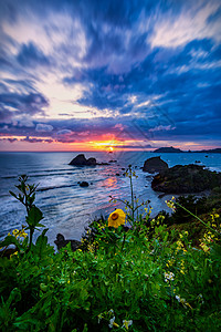 夕阳海加利福尼亚日落 有野花旅行地平线植物波浪风景远景旅游花朵海岸天空背景