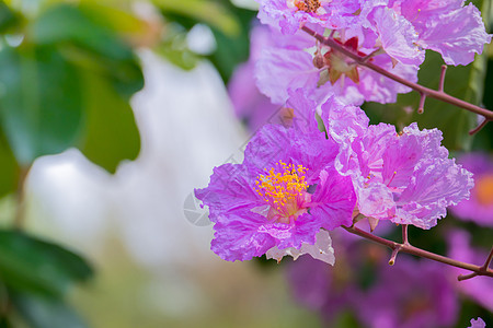 五颜六色的花的背景图片花瓣粉色季节紫色生长植物群植物花束宏观背景图片