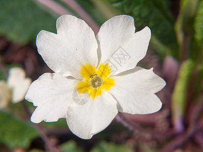 特写春天的报春花宏观花瓣花美丽季节植物学野生动物叶子树叶草本植物花园花环公园植物图片