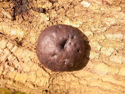 黑色大棕褐色烧焦紫红的蛋糕 树皮上的蘑菇真菌食用菌林地球形菌类植物国王枯木摄影食物同心圆图片