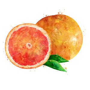 在白色背景上的葡萄柚 它制作水彩画烹饪橙子收成果汁水彩餐厅甜点标签生态食物图片