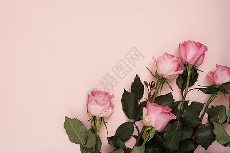 令人惊叹的粉红色玫瑰花束在强烈的粉红色背景上 复制空间 花卉框架 婚礼 礼品卡 情人节或母亲节背景生活风格墙纸妈妈们装饰木板礼物图片