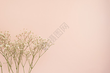 简单的白色玫瑰花在强烈的粉红色背景上 复制空间 花卉框架 婚礼 礼品卡 情人节或母亲节背景图片