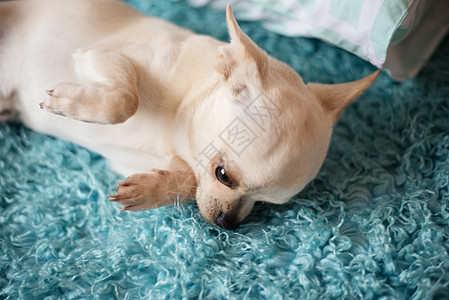 白吉娃娃狗 躺在青绿的蓝地毯上 在家里图片
