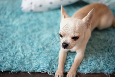 白吉娃娃狗躺在绿绿蓝地毯上 家的木地板上蓝色金发房间木头毛皮印刷动物朋友奶油博客图片