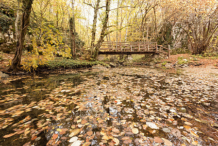 森林中的木林桥 秋天多彩的风景 斯特兰贾图片