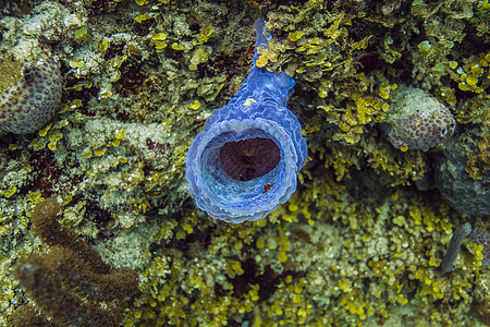 海绵宝宝分流花瓶海绵紫色潜水动物海洋宝宝珊瑚野生动物背景