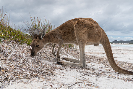 西澳大利亚 西澳大利亚 Le Grand国家公园角袋鼠天空海滩海岸线环境风景海湾假期海洋动物图片