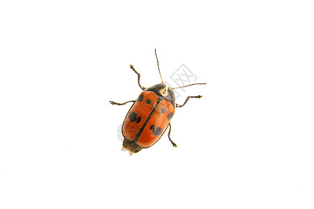 果甲虫自然叶甲科高清图片