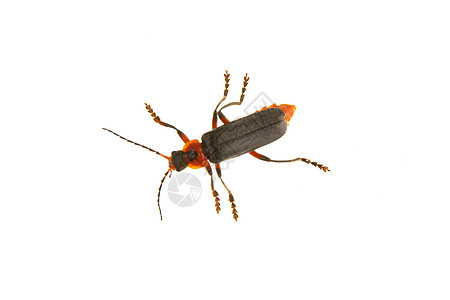 白色背景的士兵甲虫动物群天线博物馆生物学宏观飞行鞘翅目眼睛漏洞褐色背景图片