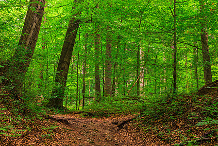 在一个夏日的绿色厚厚 淡薄的森林地貌中图片