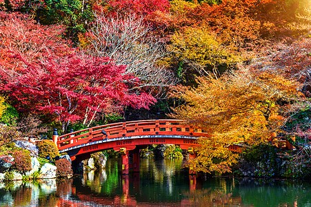 树桥日本秋天季节 美丽的秋天公园背景