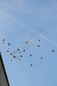 鸟群在蓝天飞翔鸟类团体野生动物飞行羽毛航班蓝色自由天空背景图片