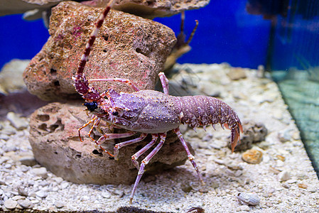 红龙虾在水族馆里烹饪美食市场龙虾龙虾尾小龙虾螃蟹钓鱼蓝色海鲜图片