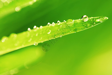 树本背景植物气候环境刀刃水滴雨滴反射花园树叶草本植物图片
