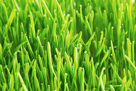 绿草上的露水滴水滴生长宏观环境雨滴草地阳光场地背景图片