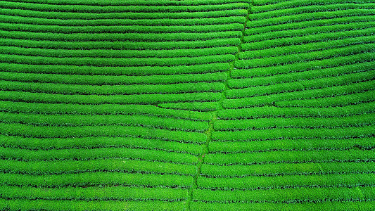 绿茶芽和叶子 清晨绿茶种植园场地爬坡场景背景花园自然农场宏观植物茶园图片