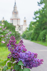 莫斯科州立大学背景 苏维埃式的 一枝开阔的银花图片