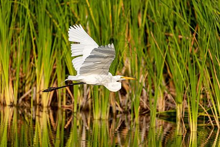 阿尔代亚阿巴大鸟苍蝇大鸟白鹭飞行野生动物苍鹭池塘白鸟湿地水禽翼展图片